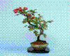 bonsai 2
