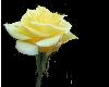 Yellow Rose 12
