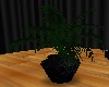 Black Potted Plant