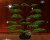 Destination Fern