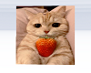 Strawberry cat cutout