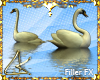 LK™ Floating Swans