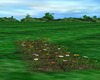 WILD FLOWERS2