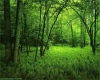 Lush Green Forest