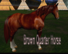 Brown Quarter Horse