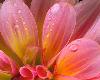 pink flower