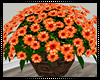 Spicy Orange Flowers I