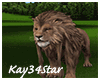 Jungle Park Lion