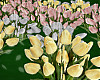 Easter Tulips Patch