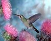 hummingbird 3