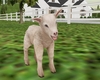 Magnolia Baby Goat