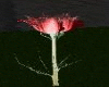 Flower #1 Rose