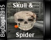 [BD] Skull & Spider