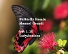 Butterfly Remix