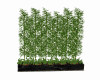 Bambou Plants