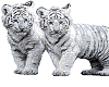 white tigers