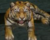 tiger bengale pet animat