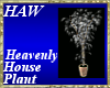 Heavenly House Plant