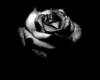 Goth Rose Parasol (SR)