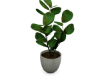E. Room Plant