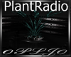 Black Dream Plant Radio