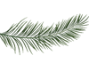 LKC Palm Leaf