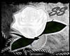 [SS] White Rose Ring - L
