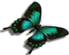 green butterfly L