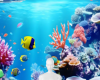 Coral reef background