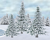 Winter Pine Trees