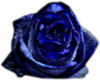 Rose Blue Transparent