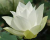 Lotus Flower Pic