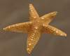 Starfish  Cream