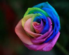 pink, blue ,green rose