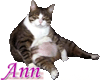 Big Boned Kitty