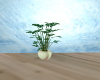 Potted Palm1
