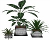 Silver potted Plants