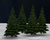 fir tree group