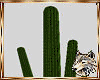 !SW! (WS) Cactus
