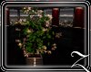 ~Z~Stars Tree Plant