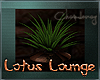 LOTUS ~ Plant small