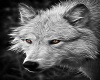 Wolf Framed Pic