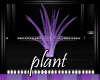 Purple Somber plant