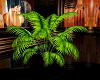 .AAS.  Palm Plant
