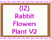 Rabbit Flowers Plant V2
