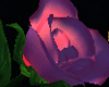 [ADR]Rose Of Love PINK