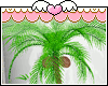M| Beach Coconut Palm