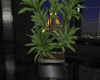 (SL) Bonjour` Plant
