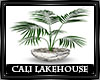 Cali Lakeside Plant 1