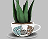 Aloe Teacup Planter